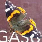 Orange and black butterfly resting on a billboard about Pegasus.