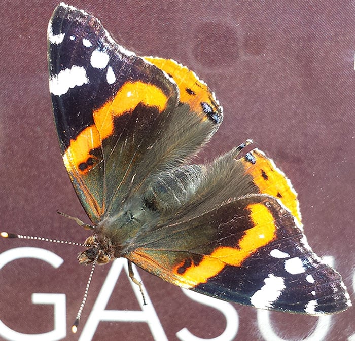 afscheidsspreker met Engelstalige uitvaartmuziek