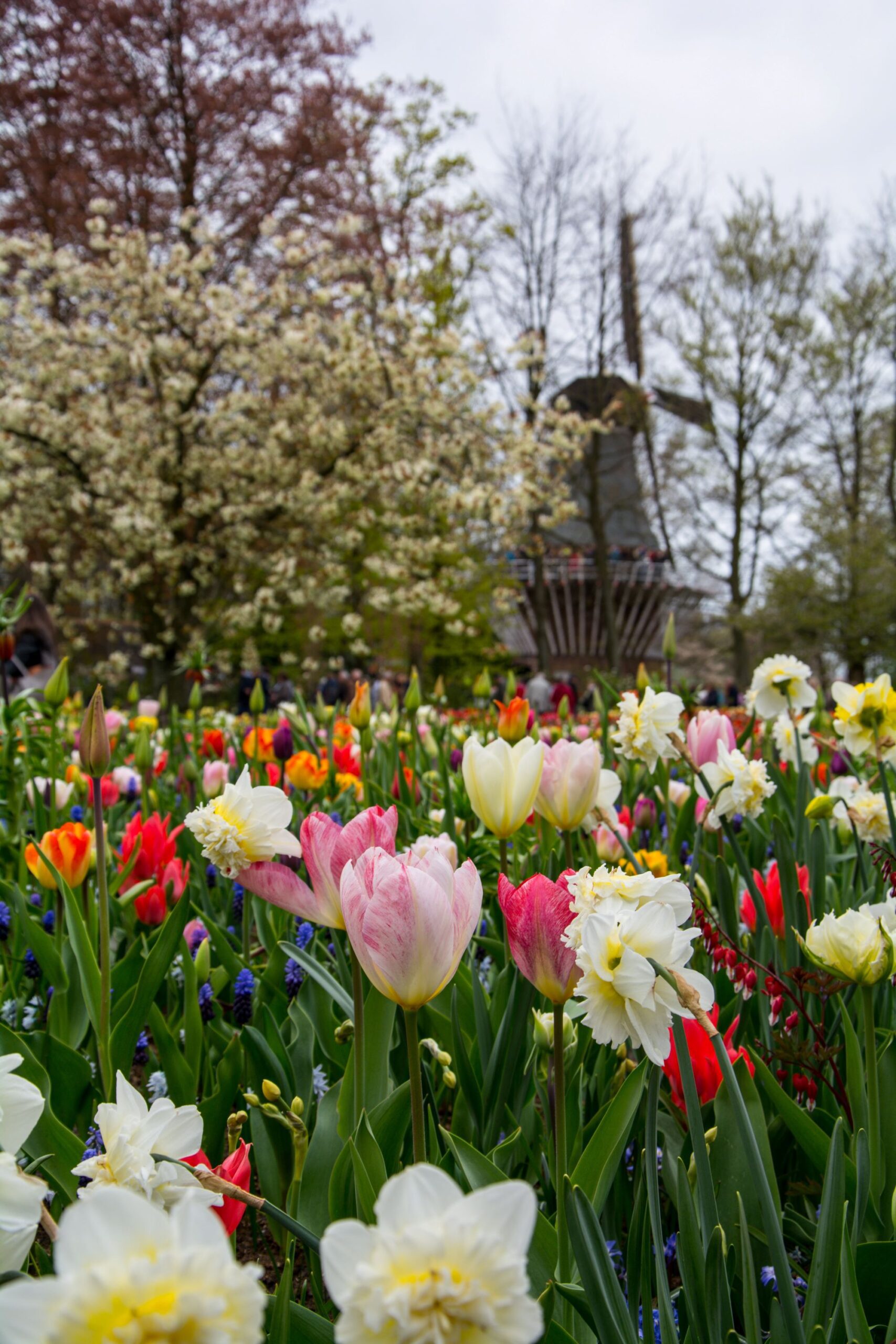 Tip toe through the tulips and windmills of Amsterdam