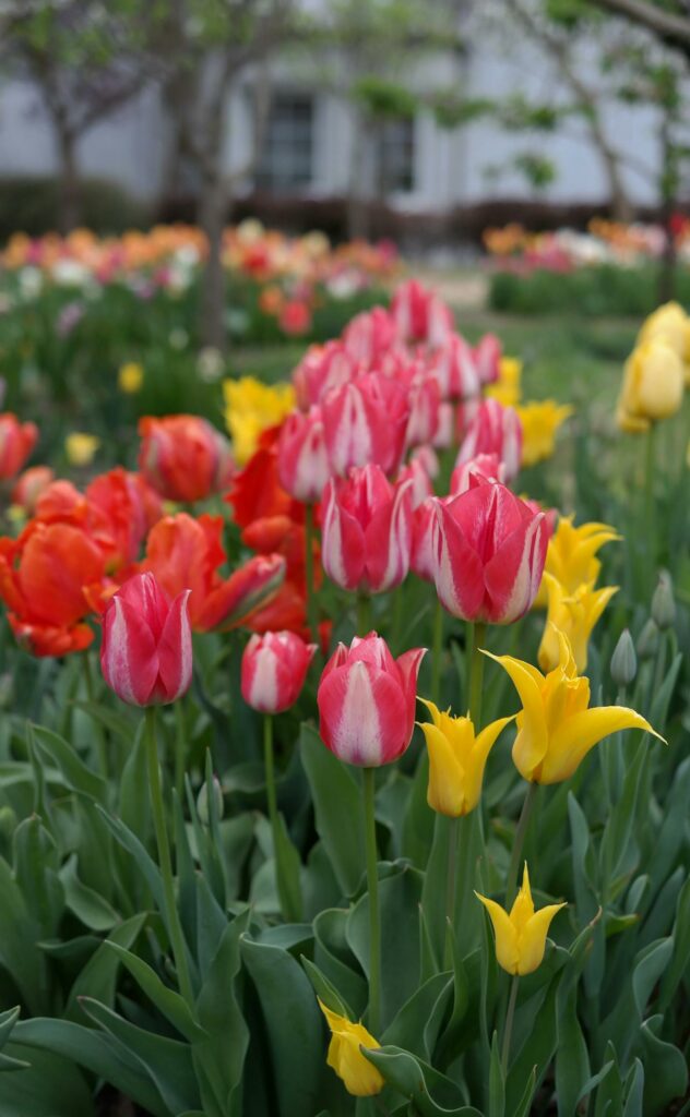 vibrant spring tulips blooming outdoors during a spring marriage proposal in Amsterdam